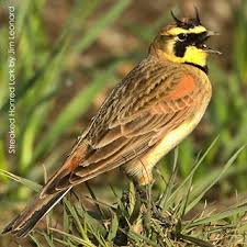 Bird With No Feathers On Head Pin On Birds Learn From The Sky