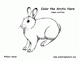 177 x 230 gif 9 кб. Printable Arctic Animal Coloring Pages Novocom Top