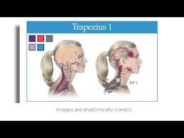 Head And Neck Trigger Point Chart Design Youtube