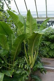 Philodendron Auriculatum Philodendron Inside Plants Tropical Garden Plants