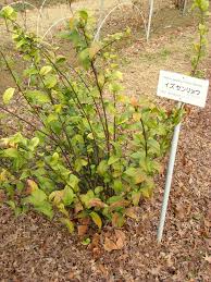 Image result for Maesa