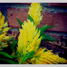 Dwarf Celosia Green Thumb Flowers Plants