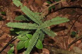 Image result for Rourea