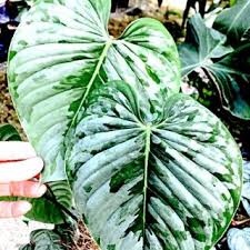 The Leaves Of Philodendron Sodori Are So Silvery They Nearly Sparkle This Is A Beatiful Climbing Species That Really Stand Unusual Plants Plants Unique Plants