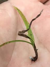 Image result for Scleria induta