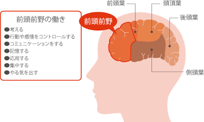 影響を受けやすい「前頭前野」（AI 生成）