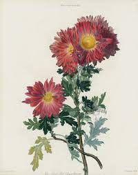 Two Colored Red Chrysanthemum Red Chrysanthemum Print From Antique Flower Prints Of Tree Peony Camellia Au Botanical Prints Botanical Art Red Chrysanthemums
