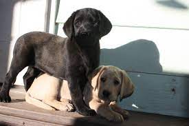 Hours may change under current circumstances Labrador Retriever Puppies For Sale Prescott Az 258180