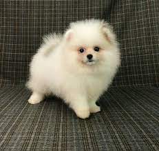 Photo 1 11 Type Of Listing Puppy For Sale Breed Pomeranian Nickname Perfection Gende Pomeranian Puppy For Sale Pomeranian Puppy White Pomeranian Puppies