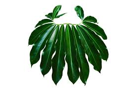 Image result for Thaumatophyllum