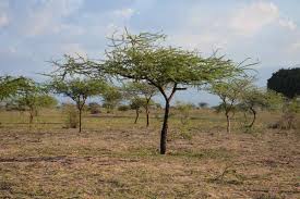 Image result for Agathisanthemum globosum