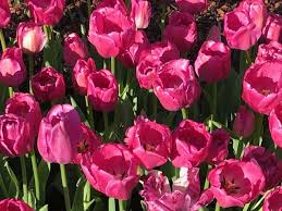 What flowers are in season now in california. Flowers Plan Now For Winter Blooms