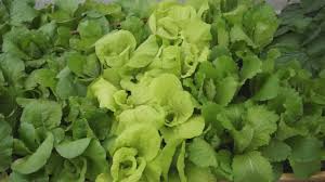 Plant michihili types closer to 12 in. How To Grow Chinese Cabbage From Seeds å¤§ç™½èœ Youtube