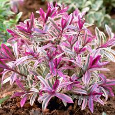 They start flowering almost immediately, with bags more colour to come over the next seven or eight months. Hebe Heartbreaker Evergreen Shrub Plants For Sale Free Uk Delivery