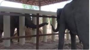 MAN IS THE MOST DANGEROUS ANIMAL” IF🇺🇸GIVES INDONESIA💰I ...