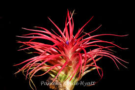 Image result for Brachychloa