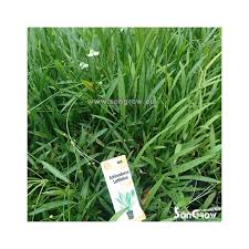 Image result for Cyperus latifolius