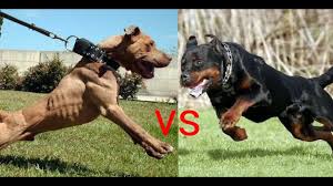 Pitbull Mu Rottweiler Mi Dunyanin En Guclu Kopek Irki Hangisi Pitbull Vs Rottweiler Youtube