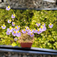 Image result for Utricularia scandens