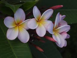 Frangipani Flowers Often Found Behind Balinese Men S Ears Flowers Tropical Flowers Frangipani