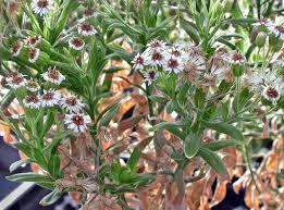 Image result for Monadenium filiforme