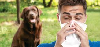 Dander is dead skin, similar to human dandruff. Allergic To Dogs The Dog S Gender May Be To Blame Modern Dog Magazine