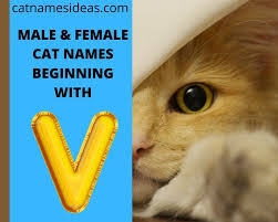 Healthy paws pet and insurance foundation compiled a list of the 10 most popular cat names for both male and female felines in 2017. Top Male Female Cat Names Beginning With V 2021 Cat Names Ideas