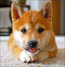 Pin By Tina Caccese Palazzo On For The Love Of Shibas Shiba Inu Puppies Shiba Inu Puppy