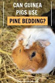 Pin On Guinea Pig Guides