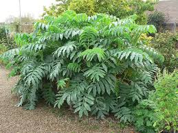 Image result for Melianthaceae