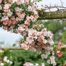 Open Arms Rambling Rose David Austin Roses Survival Gardening David Austin Climbing Roses