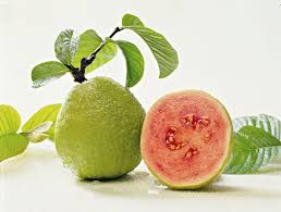 hd wallpaper fresh guava free download guava benefits guava fruit guava health benefits guava benefits guava fruit guava
