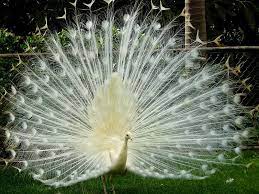 File Paon Blanc Madere 2008 Jpg Wikipedia The Free Encyclopedia Pavo Real Blanco Fotos De Pavo Real Fondo De Pantalla De Pavo Real