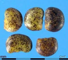 Image result for Zornia glochidiata