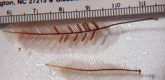 Image result for Heteromorpha sp. agg.