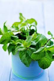 Cuisiner Avec La Menthe Nos Recettes Herbes Aromatiques Menthe Herbes De Cuisine