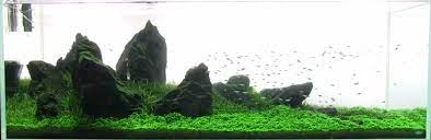 A nano aquarium is a tank which holds 10 gallons or less in volume. Shrimp Tank Guide Shrimp Setup And Care Aquariuminfo Org