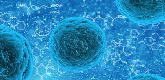 Neutrofilelor imaturi (metamielocite sau mai tineri) în sângele periferic nu caută, în condiții normale, ele rămân cu mielocite în măduva osoasă și de a crea o rezervă, dar în cazul în care. Neutrofilele Scazute La Copii Simptome Si Tratament Mami Si Copilul