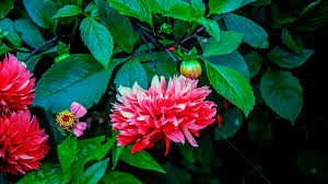 Also, if you love flowers i recommend growing some flowers in your house or even making a flowers express love, admiration, and respect. Nepali Flower Called As Deliya Flower Arangements Flowers Pixoto