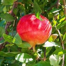We did not find results for: Russian Pomegranate Tree Pomrus05g The Home Depot Pomegranate Tree Jujube Tree Trees To Plant