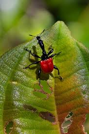 Image result for Dichaetanthera