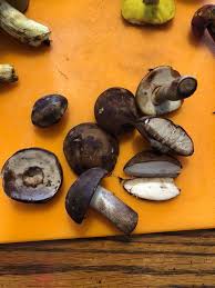 Image result for Boletus variipes