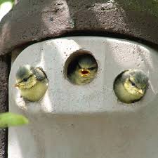 Die meisen (paridae) sind eine familie in der ordnung der sperlingsvögel (passeriformes), unterordnung singvögel (passeri). Hilfreiche Tipps Zum Anbringen Und Aufhanen Von Nistkasten Vogel Und Naturschutzprodukte Einfach Online Kaufen