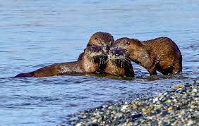 Otter Sighting Elakha Alliance
