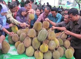 Sejak november, kebun durian di wilayah kabupaten lahat memang sedang panen. Pertanian Kulonprogo Pemkab Akui Produktivitas Durian Menurun