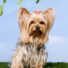 Yorkshire Terrier Veja Aparencia Preco Cuidados E Mais Guia Animal