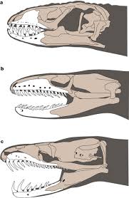 Skull In Lizards Coniophis And Modern Snakes Animal Bones Animal Drawings Animal Sketches