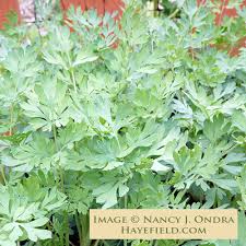 Image result for Xyris capnoides