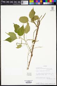 Image result for Acalypha psilostachya