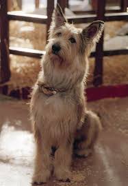 Because Of Winn Dixie Film Winn Dixie Dog Breeds Animals Friends Pet Dogs
